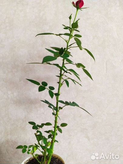 Роза кордана