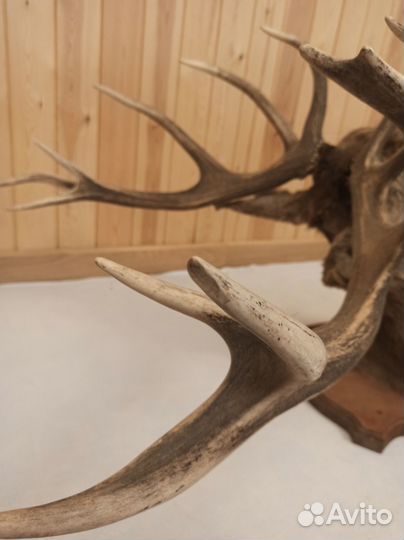 Голова Благородного Оленя