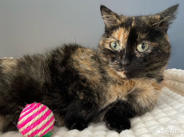 Дом кошечке