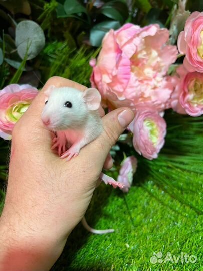 Крыса дамбо