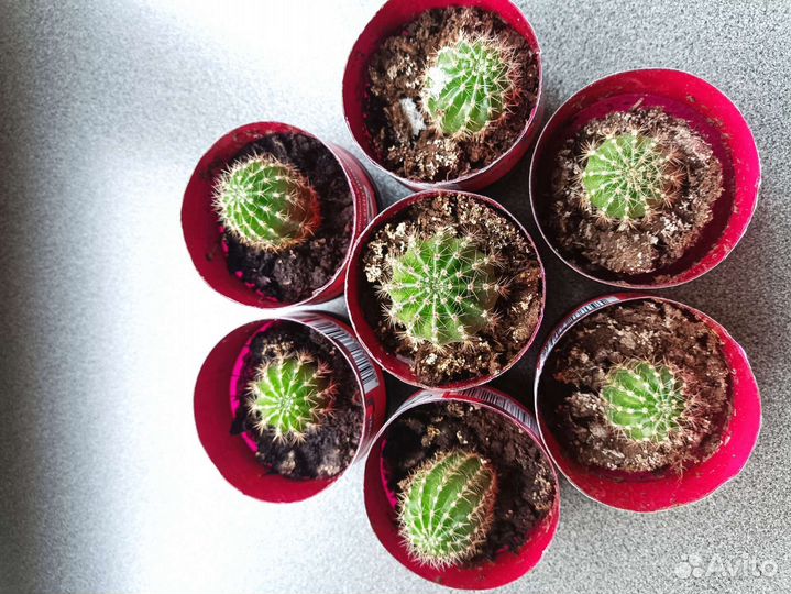 Кактусы дети цветущего кактуса