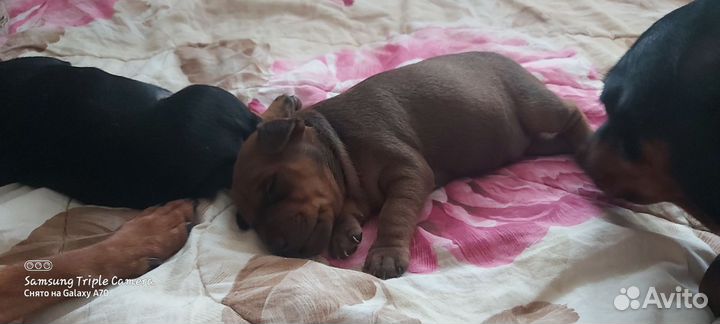 Щенки цвергпинчера