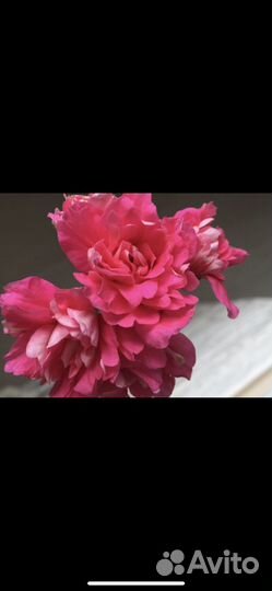 Черенки сортовых плющелистных пеларгоний