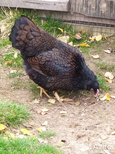 Инкубационное яйцо