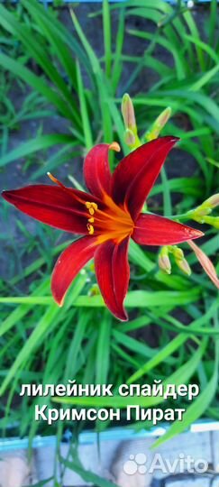 Лилейник spyder