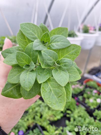 Петунии сортовые