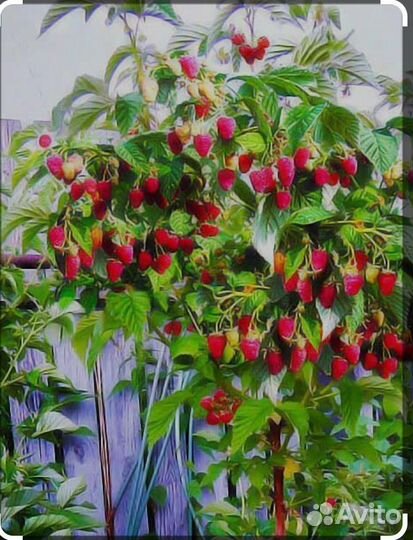 Саженцы малины