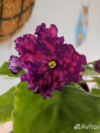 Сортовые фиалки