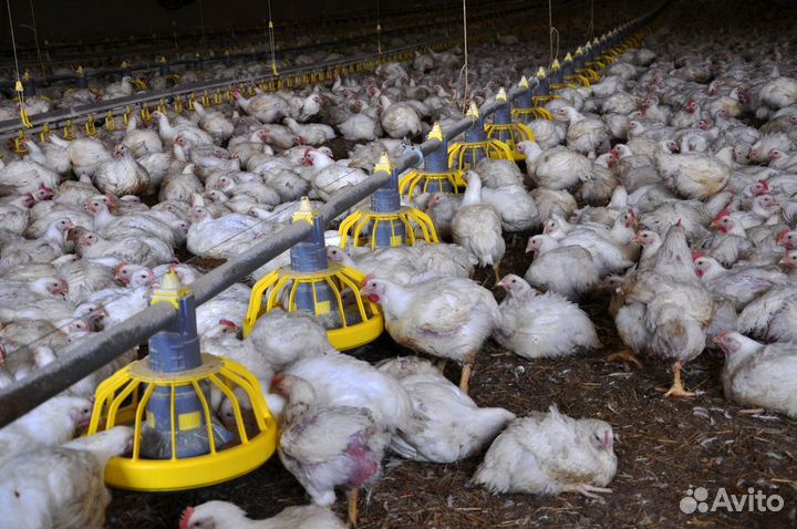 Бройлеры живым весом