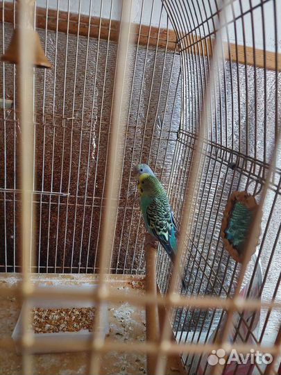 Клетка с попугаями