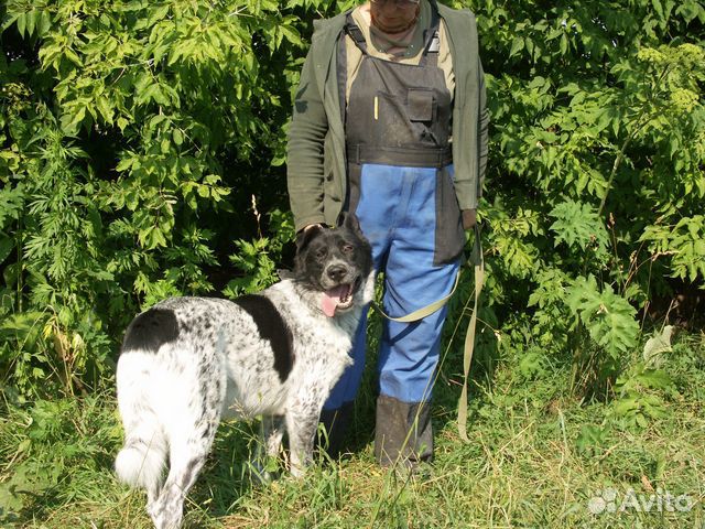 Степан - метис курцхаара из приюта в дар