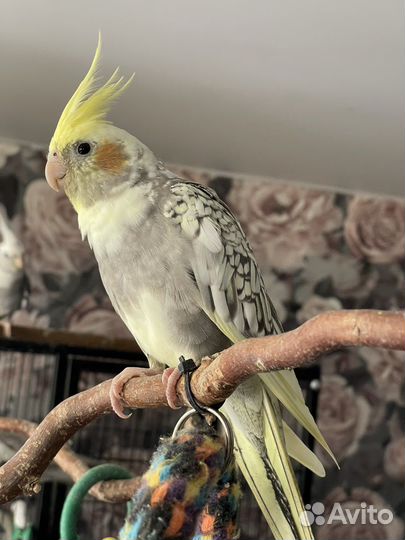 Попугай корелла птенец