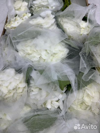 Букет гортензий