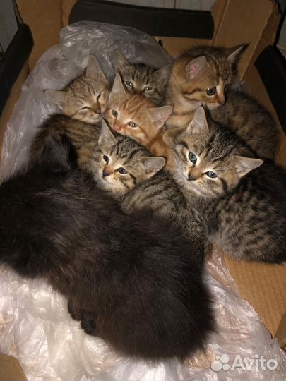 Котята