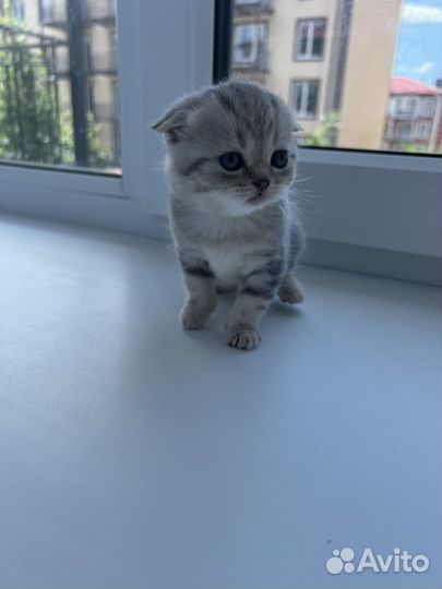 Шотландские котята