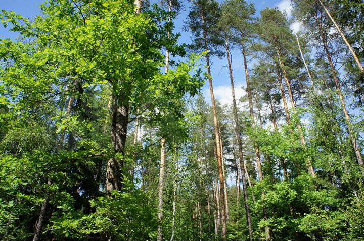 Участок 52,4 сот. (ИЖС)