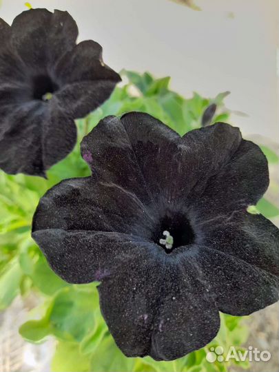 Рассада петунии вегетативная