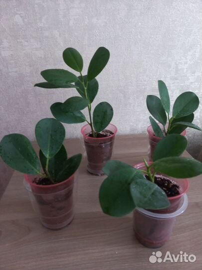 Фикусята мокламе(моклейм)