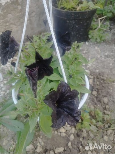 Домашние цветы