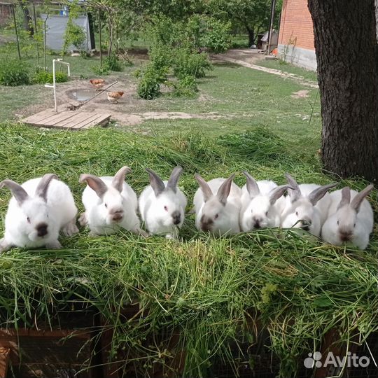 Колифорнийские кролики на племя