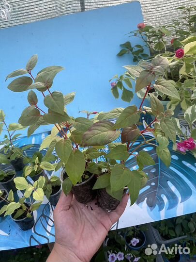 Сортовые фуксии