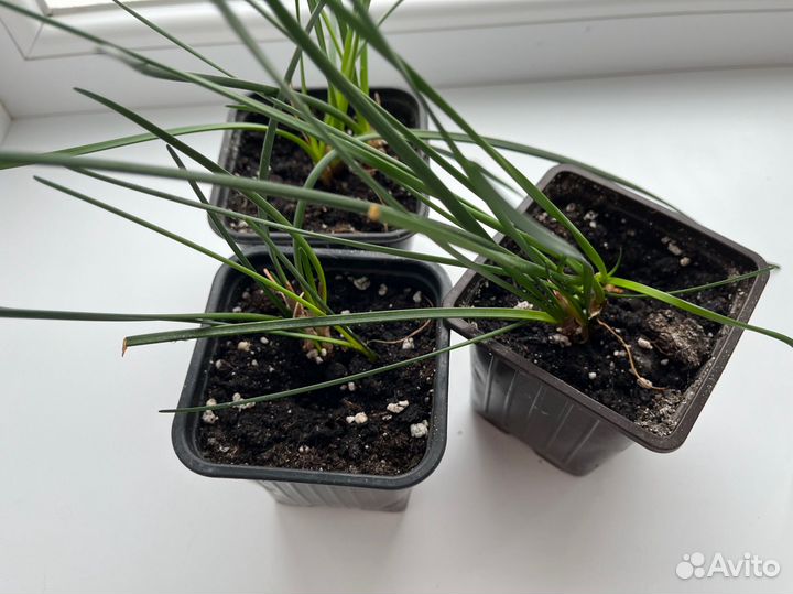 Комнатные растения