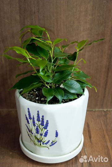 Фикус бенджамина наташа