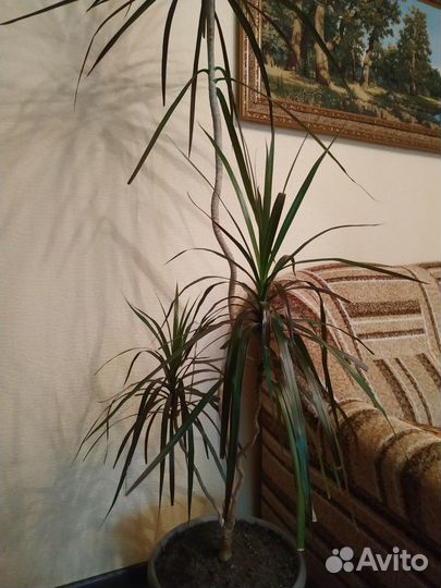 Пальма драцена