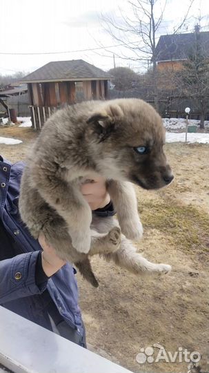 Собаки хаски