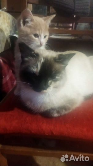 Котёнок, мальчик