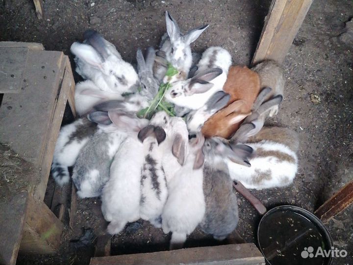 Кролики мясных пород