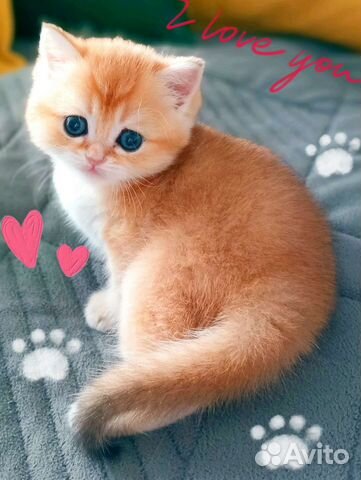 Британские золотые котята шиншиллы