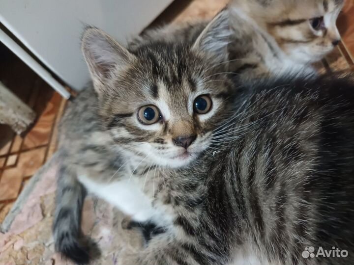 Подарю кошечку и котика 1,5 мес