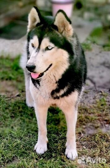 Хаски в добрые руки