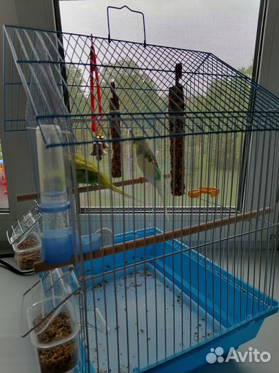 Волнистый попугай с клеткой