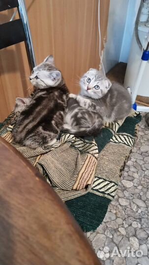 Шотландские котята