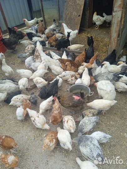 Цыплята бройлеры суточные, 7,10,14 дней