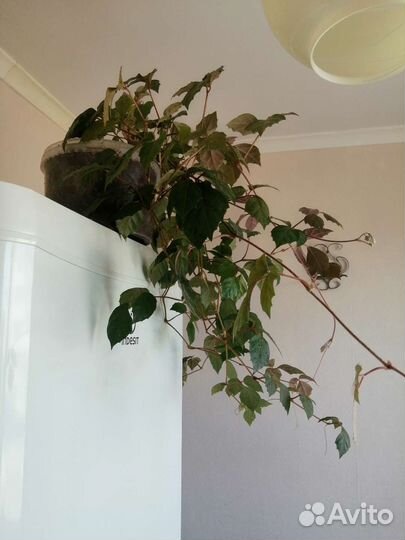 Роициссус (берёзка)