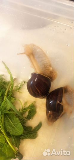 Улитки ахатины бесплатно