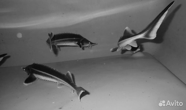 Мальки рыбы для пруда