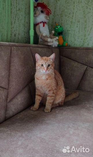 Рыжик Арсений