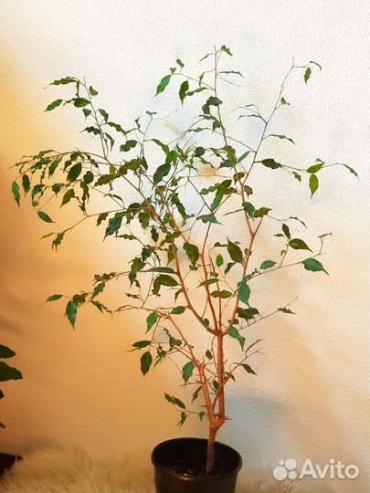 Диффенбахия(130 см), фикус (105 см)