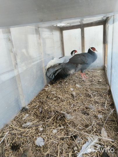 Крупный Фазан Синий ушастый самец 2 года