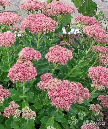 Очитки,цветы для сада