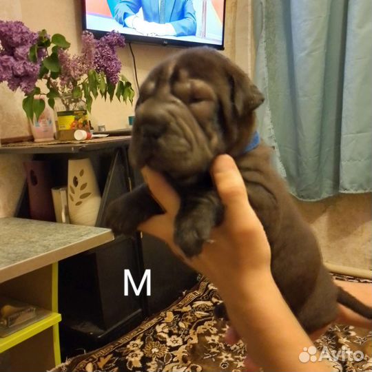Щенки шарпея