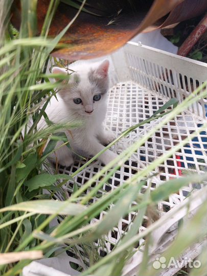 Отдадим в добрые руки