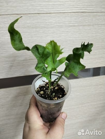Микросорум Punctatum CV Twisted Dwarf Special
