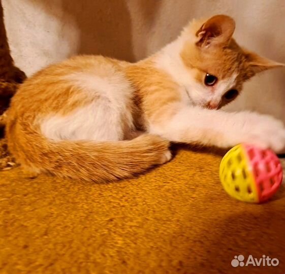 Котенок прелесть девочка