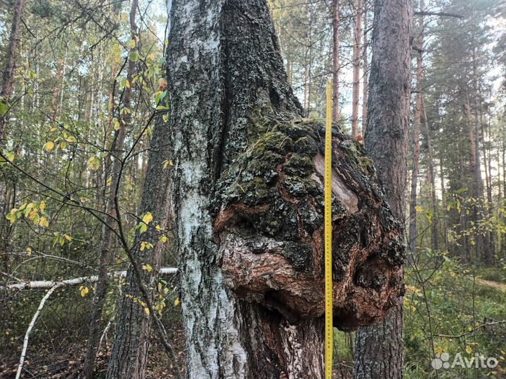 Сувель березовый