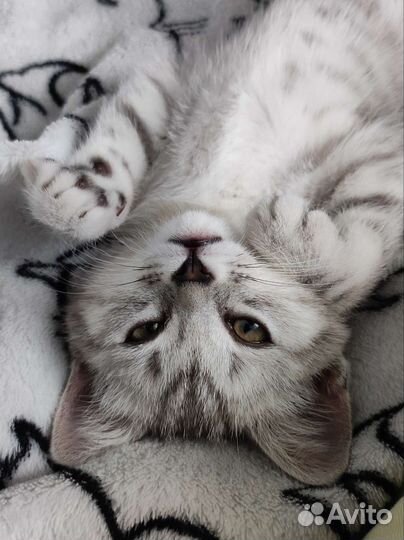 Уход за котом/кошкой